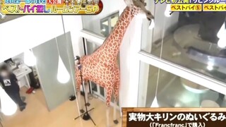 Here is a video of a tour of the living room of Eiichiro Oda's mansion, and there is also a super-la