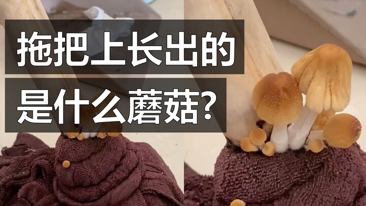 而且这种蘑菇竟然会“自溶”？