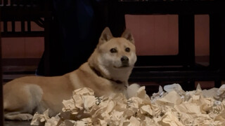 This veteran actor, Da Huang, will frantically attack the actors if he misunderstands a command.