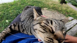 【Animal circle】Clingy stray cat tries its best