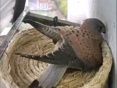 اكتشف الصقر الأحمر وجود عشٍّ صنعه الإنسان، وجربه فوجد أنه مُرضٍ.