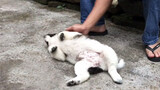 Anjing Kecil yang Seperti Panda Senang Ketika Melihat Tuannya