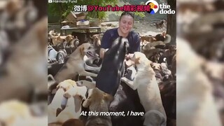 塞尔维亚男子救助超过750只流浪狗，即使条件十分有限，他也尽力给狗狗们一个快乐自由的生活