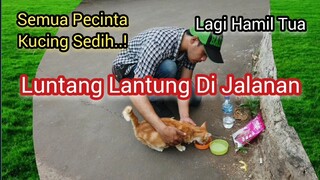 Astaghfirullah Ketemu Kucing Hamil Besar Kelaparan Di Jalanan Semua Pasti Sedih Lihat Video Ini..!