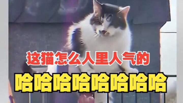 Why is this cat so popular with people?