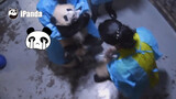 Panda|Memberi Obat untuk Panda yang Flu