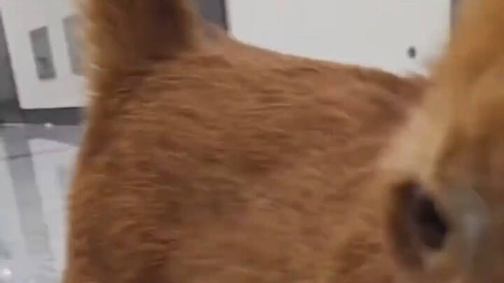 The kitten’s amazing face-changing act~