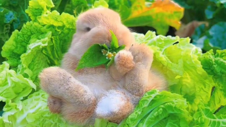 Jangan makan kelinci imut, kelinci itu enak banget!