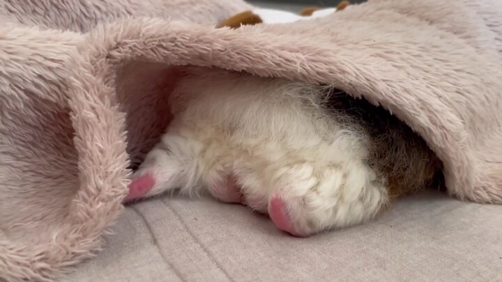 [Animal] The Butt of the Guinea Pig