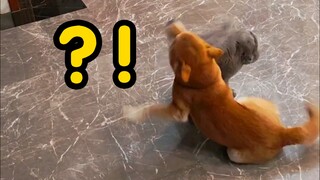 柴犬有90%的动作都是多余的