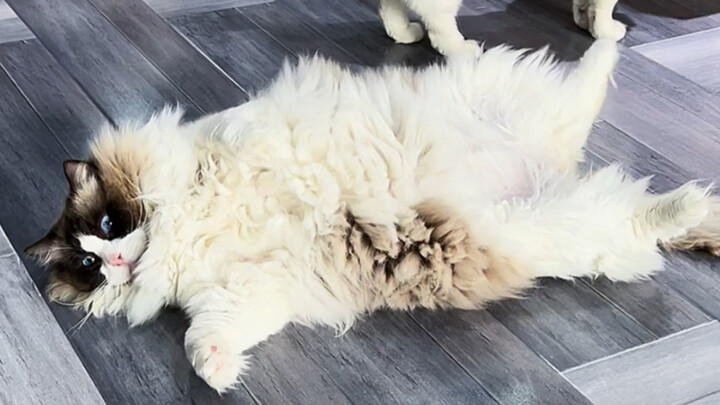 แมวตัวนี้น่ารักและซุกซน