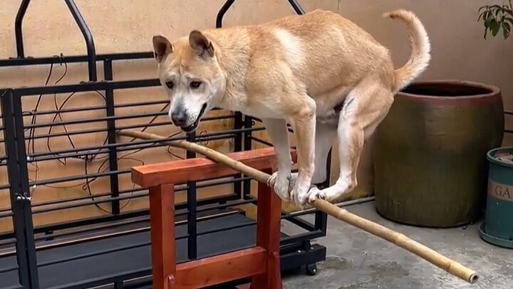 “Anjing di rumah orang lain tidak pernah mengecewakan saya!”