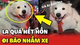 Chú chó lên NHẦM XE người khác trong lúc đi bão mừng Việt Nam vô địch😂 | Yêu Lu