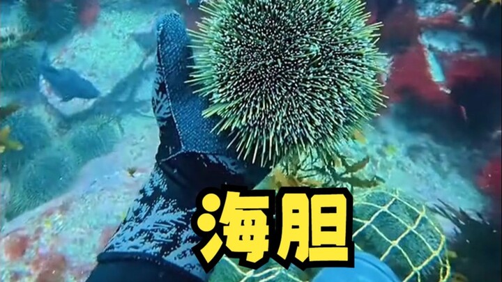 海里的鱼已经把人类驯化成工具人了