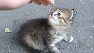 I Brought A Cute Stray Kitten Home