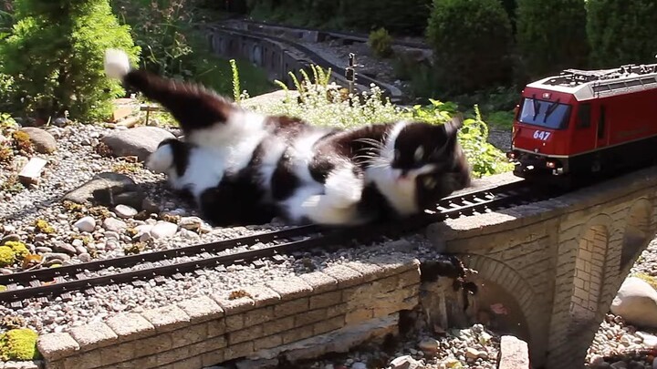 هل ستفسح القطط الطريق للقطار الصغير؟