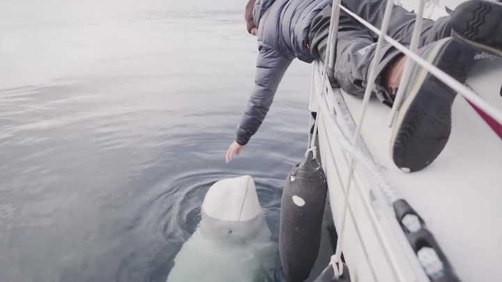 I’m a little beluga whale that sprays water when you pat its head.