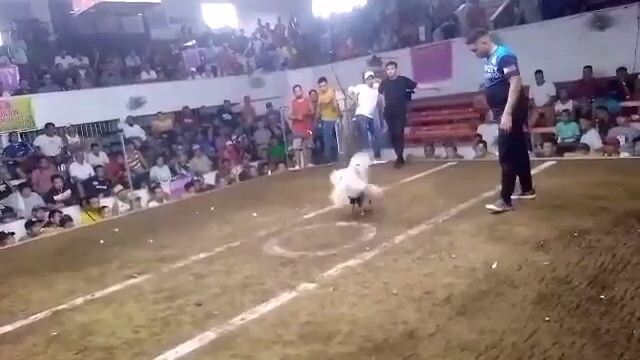 2nd fight 3 cock ulutan sa Gentri