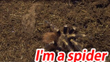Con nhện siêu to