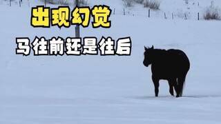Video binatang yang akan membuat Anda meragukan mata Anda!