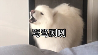 A little advice for dog owners: Never get a dog that's too playful!