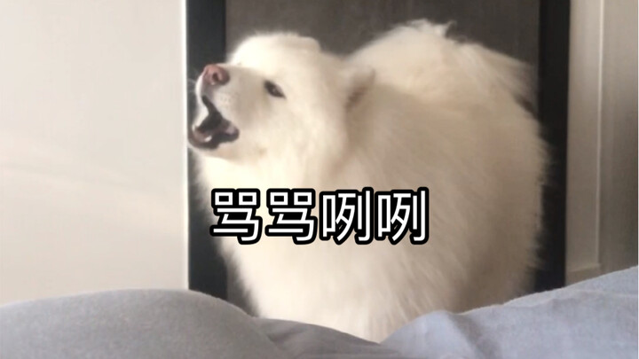 A little advice for dog owners: Never get a dog that's too playful!