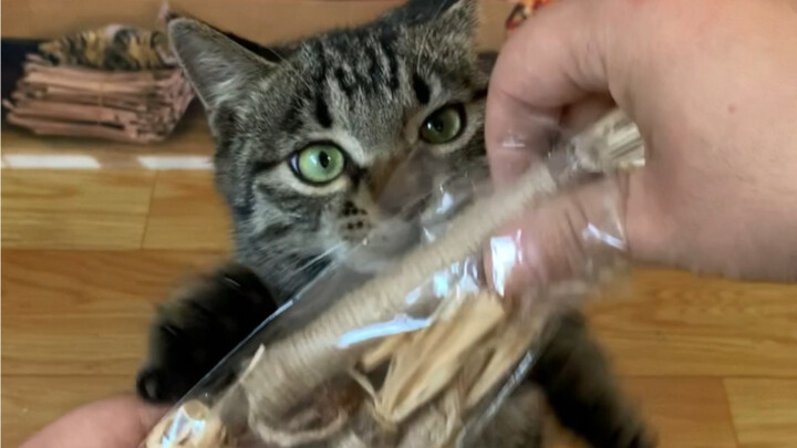 This thing actually drove my cat crazy—now it has to beg me every time it wants to play, haha!