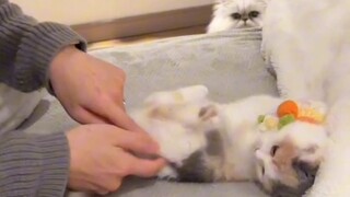 Kucing Putih: Hati terasa dingin...