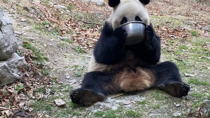 看看熊猫是怎么喝奶的