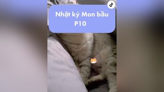 Thương con gái quá nhacona meow cat mèo trending