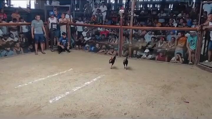 3 cock derby 1st fyt champion 🏆🏆🏆