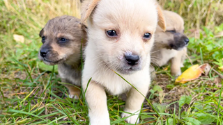 Abandoned Puppies after meeting with us got a new home!