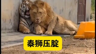 The Thai lion sits on its butt—this solitary animal just can’t take it anymore, and plummets straigh