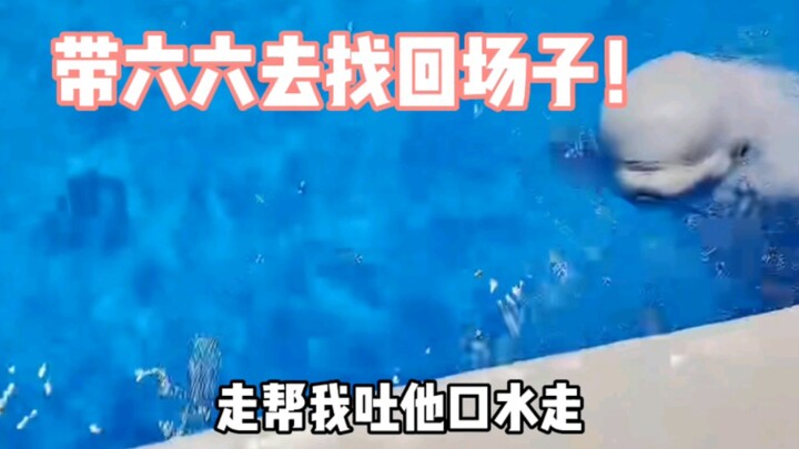 Kena bully sama lumba-lumba kecil! Gak masalah, ada paus putih kecil yang bantu balas dendam buat ak