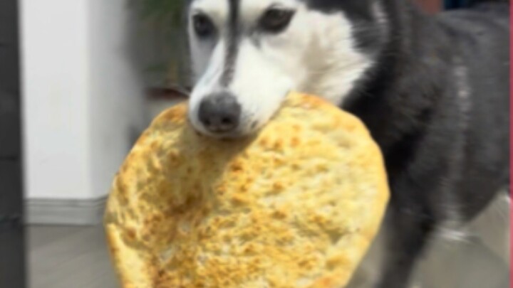 Pitbull Diamond Immerses Himself in a Massive Grilled Flatbread Feast