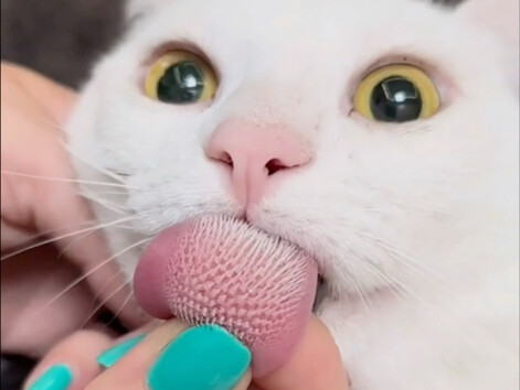 Bạn có biết gai ngược trên lưỡi mèo có tác dụng gì không?