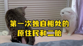 แม้ว่าจะบอกว่าต้องวางน้ำหนึ่งชามให้สมดุล แต่แมวลายจิ้งจอกก็มีพลังต่อสู้สูงแถมยังเป็นคนใจกว้าง ขณะที่