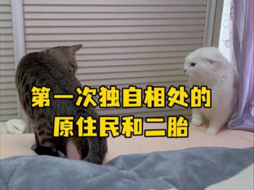 Meski dikatakan harus adil pada semua pihak, tapi kucing macan lebih tangguh dan santai, sementara k