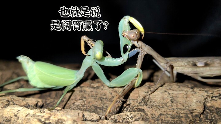 Next episode: Xiang Nan – Broad-arm Mantis vs. Griffin Mantis