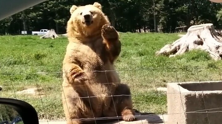 会招手的可爱熊