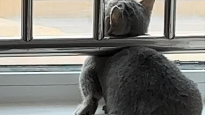 Little kitties just love to take on challenges, don’t they? #CutePetDebutPlan