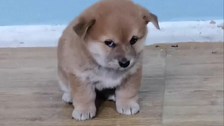 “Little mutts are the cutest!”