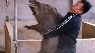 การจับหมูป่าให้อยู่หมัดนั้นยากแค่ไหน?
