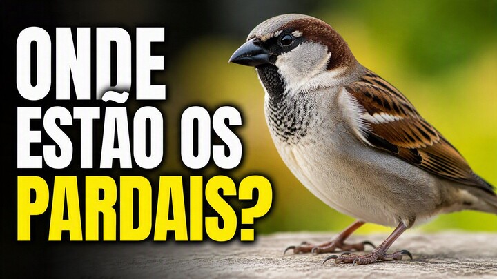 Por que os pardais estão desaparecendo das cidades?