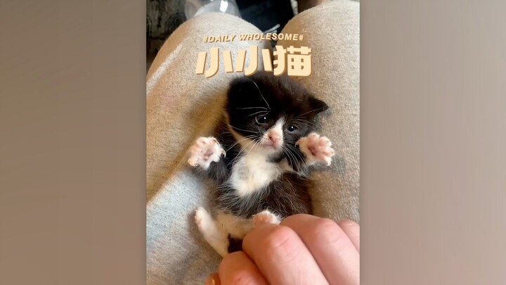 Chú mèo bé xíu bằng bàn tay