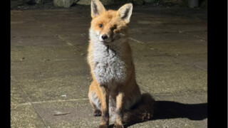 Hồ Hồ hôm nay nhận được một quả trứng.