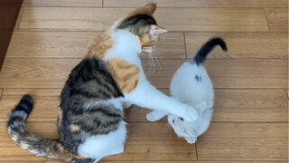 Even Yizhuohei is getting adopted—suddenly the office feels a lot quieter without that lively little