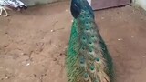 blu peacok