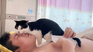 Kucing setelah selesai kerja malam