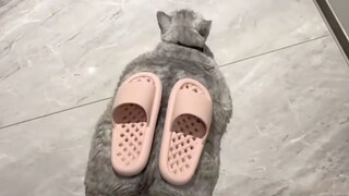 Pose apa ini, lucu sekali!!